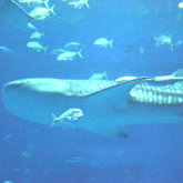 【海外の反応】沖縄美ら海水族館の巨大水槽「黒潮の海」を見た外国人の反応